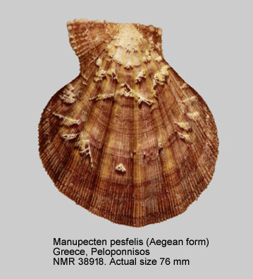 Manupecten pesfelis (Aegean form).jpg - Manupecten pesfelis(Linnaeus,1758)